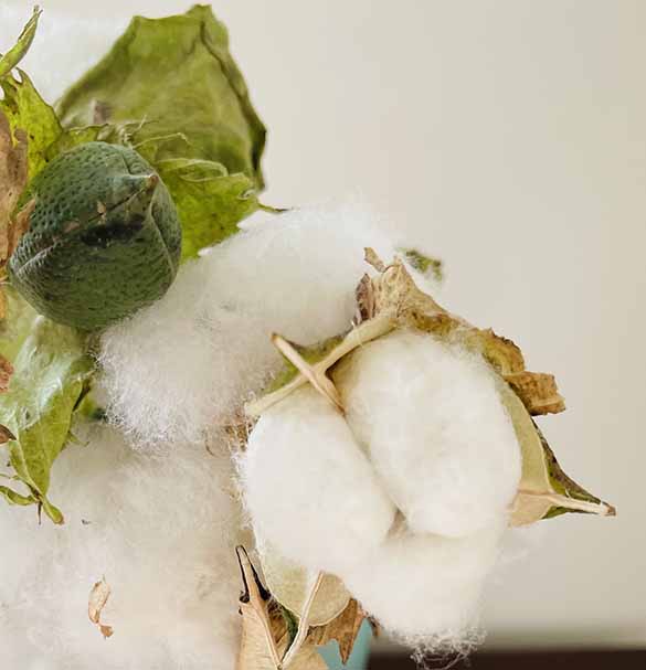 piece of cotton plant