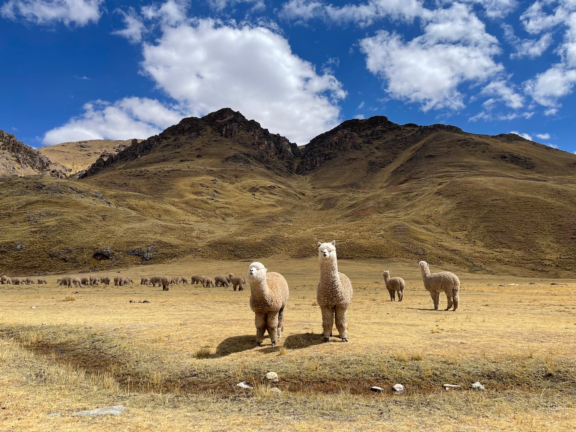 Load video: Alpaca Animal in Nature in Andean Mountains